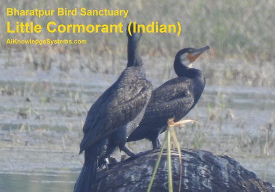 Cormorant Indian (14) Coming Soon